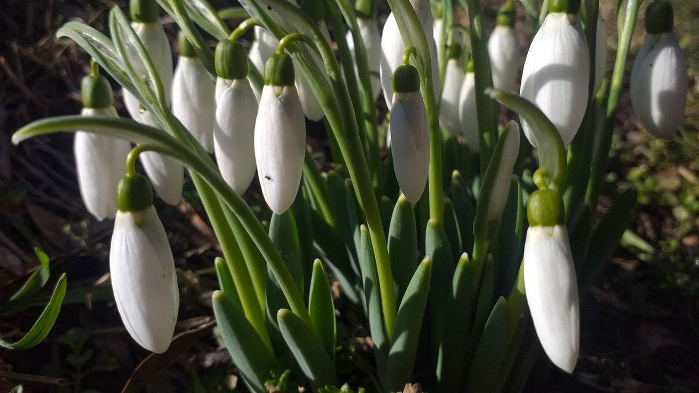 Почти весна: в Украине уже цветут подснежники