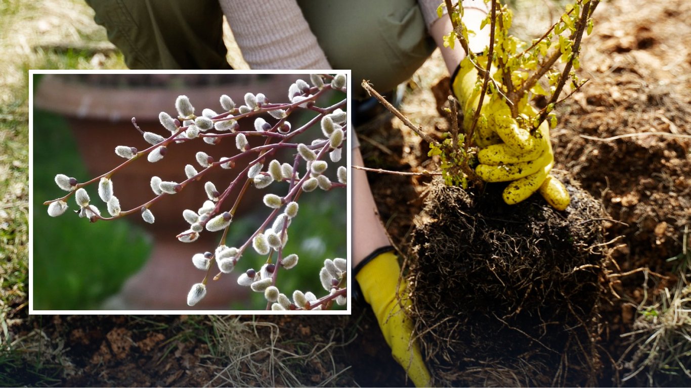 Какую вербу посадить возле дома: виды, удивляющие красотой и экзотикой