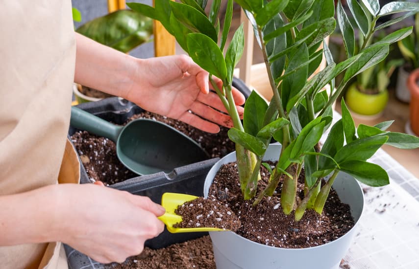 Подкормка замиокулькаса