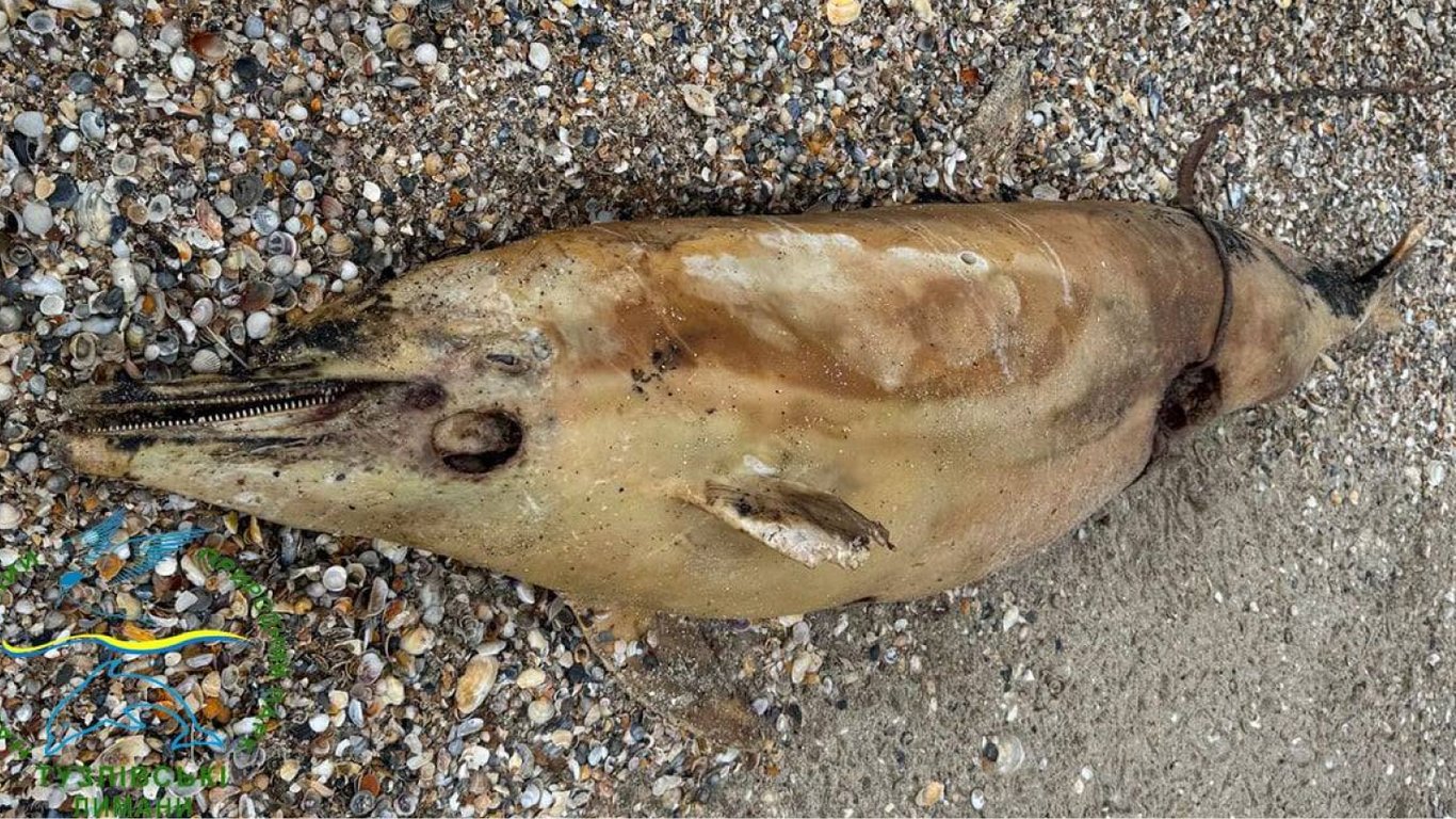 У Чорному морі гинуть дельфіни