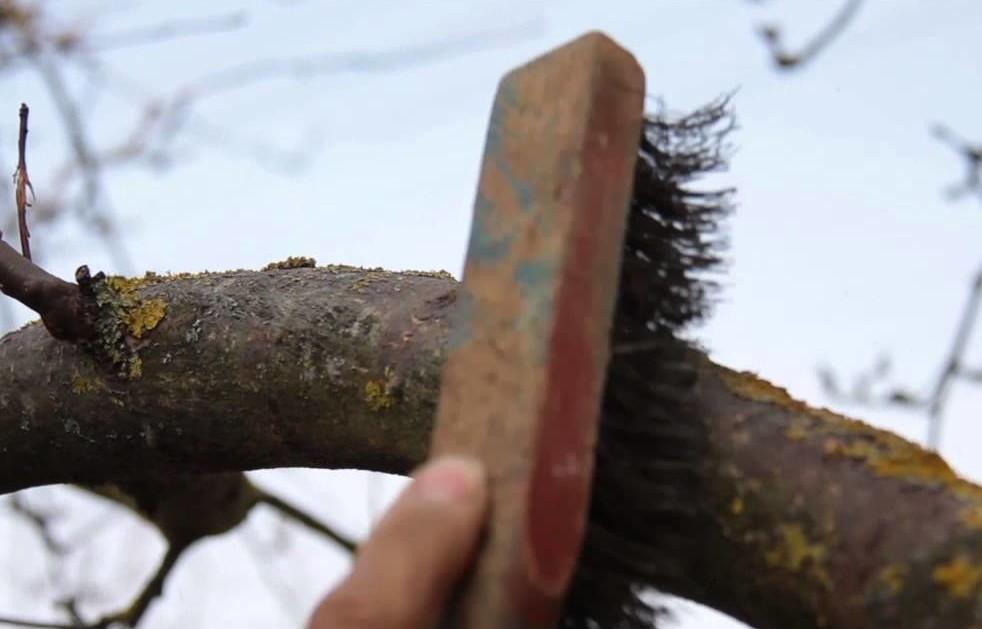 Обработка дерева