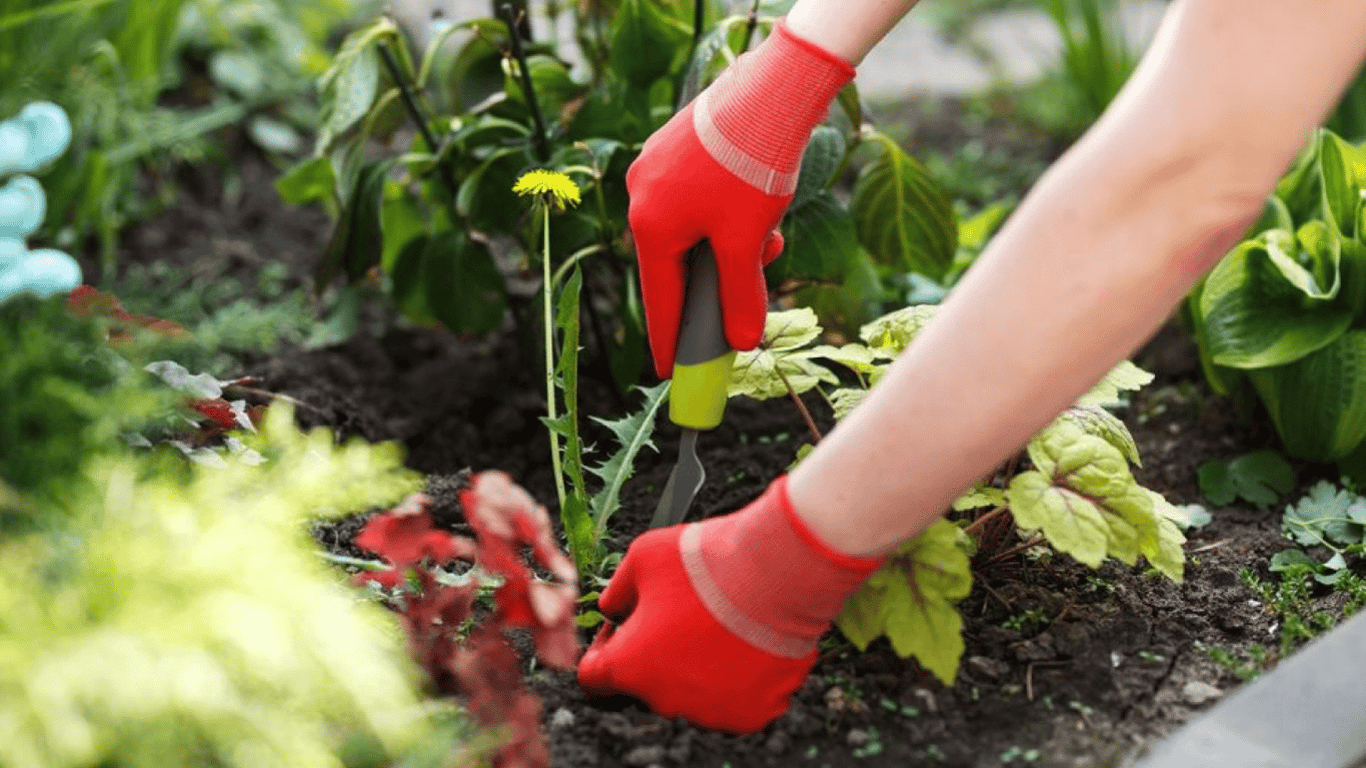 Як видалити кульбаби з городу — механічні та народні методи