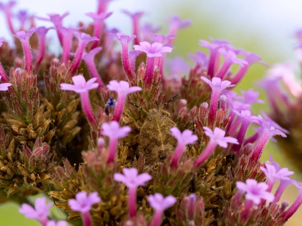 Головоломка на уважність — знайдіть замаскованого жука за 7 секунд на фото - фото 1