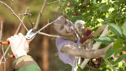 Обрезайте деревья в эти дни октября — урожай будет рекордным - 285x160