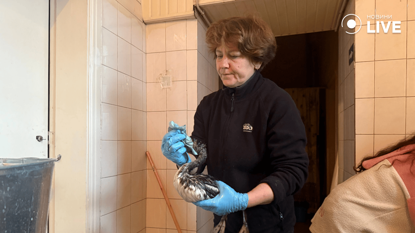 Птах в олії