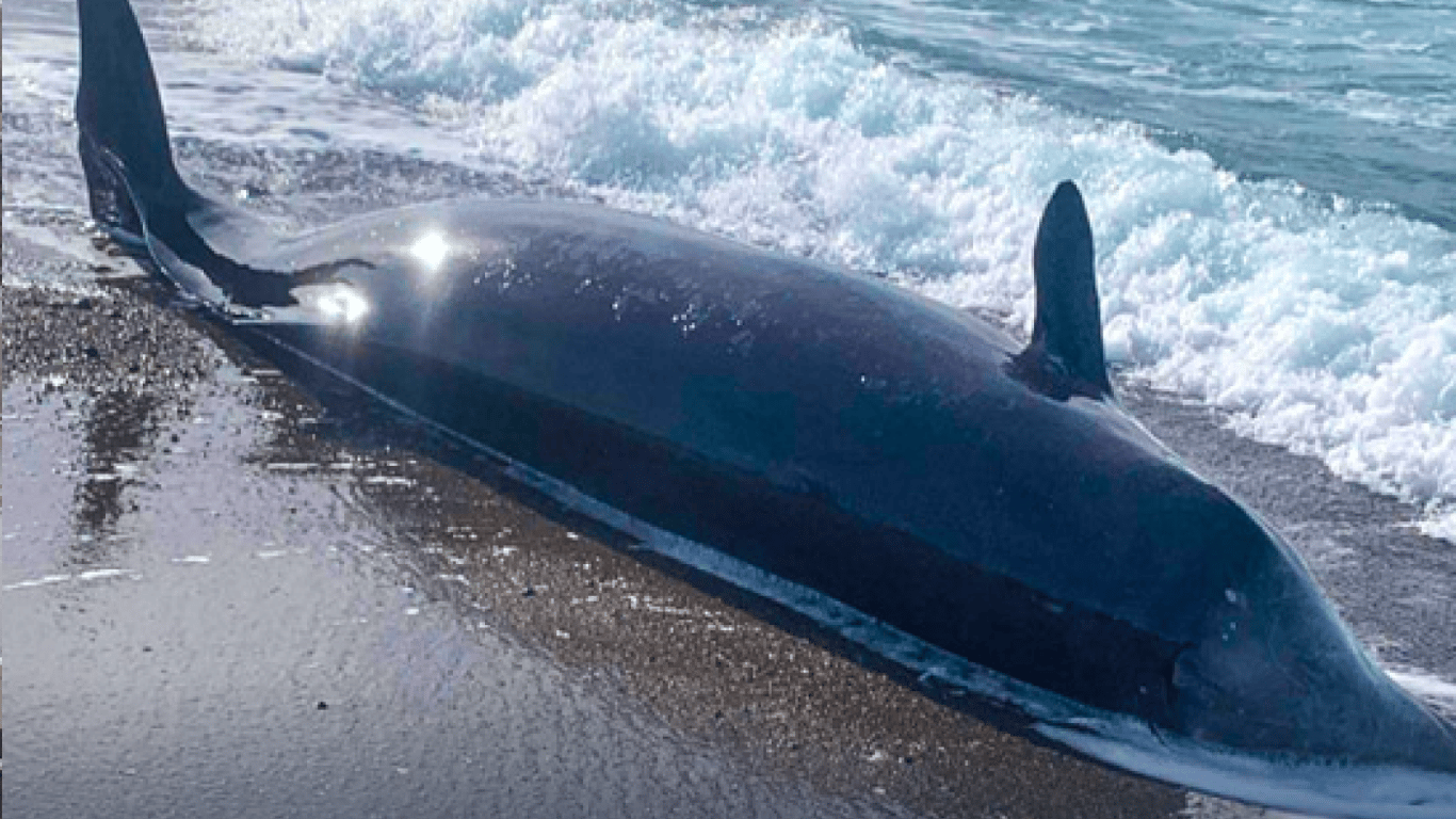 Более сотни погибших дельфинов обнаружено в Черном море