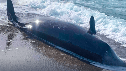 Более сотни погибших дельфинов обнаружены в Черном море: в чем причина - 285x160
