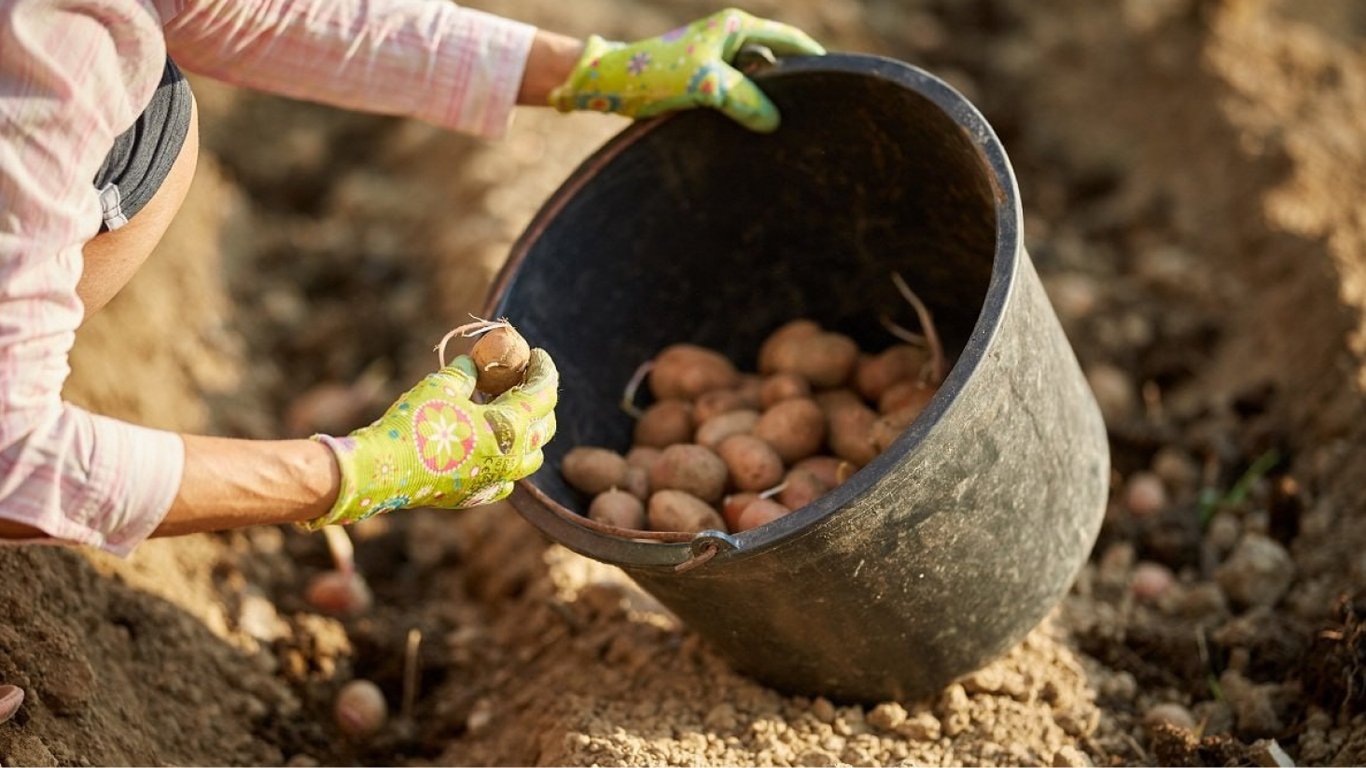 Як проростити картоплю перед посадкою — поради і лайфхаки для щедрого врожаю