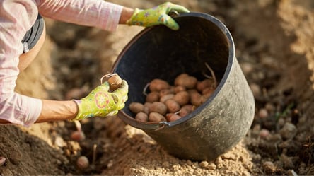 Як проростити картоплю перед посадкою — поради, що забезпечать щедрий врожай - 285x160