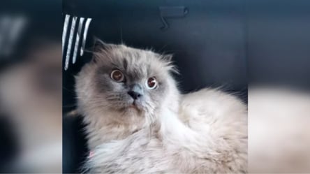 В каком состоянии кошка, которую выбросила из окна женщина в Киеве — детали от ветеринаров - 285x160