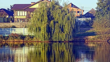 Не садіть вербу біля дому — що кажуть прикмети і садівники - 285x160