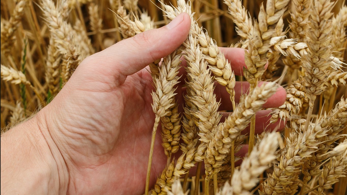 Международные партнеры будут помогать Украине выращивать урожай на деоккупированных территориях