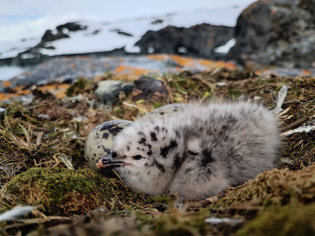 Пташенята мартинів на українській станції Вернадського: фото