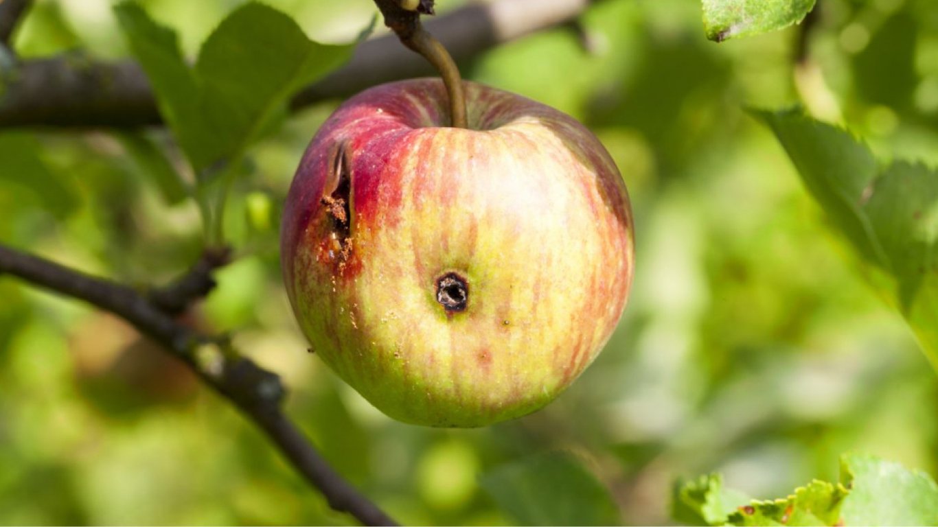 Что будет с вашим организмом, если наесться червивых фруктов и ягод