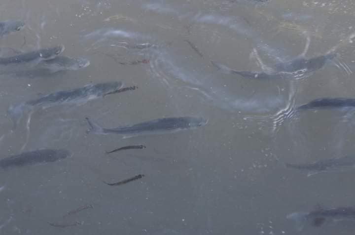 Черное море возрождает жизнь Тузловских лиманов - количество птиц и морской рыбы растет - фото 3