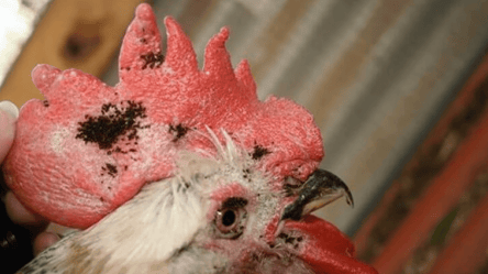 Червоний курячий кліщ — як він шкодить птиці та чому атакує вночі - 285x160