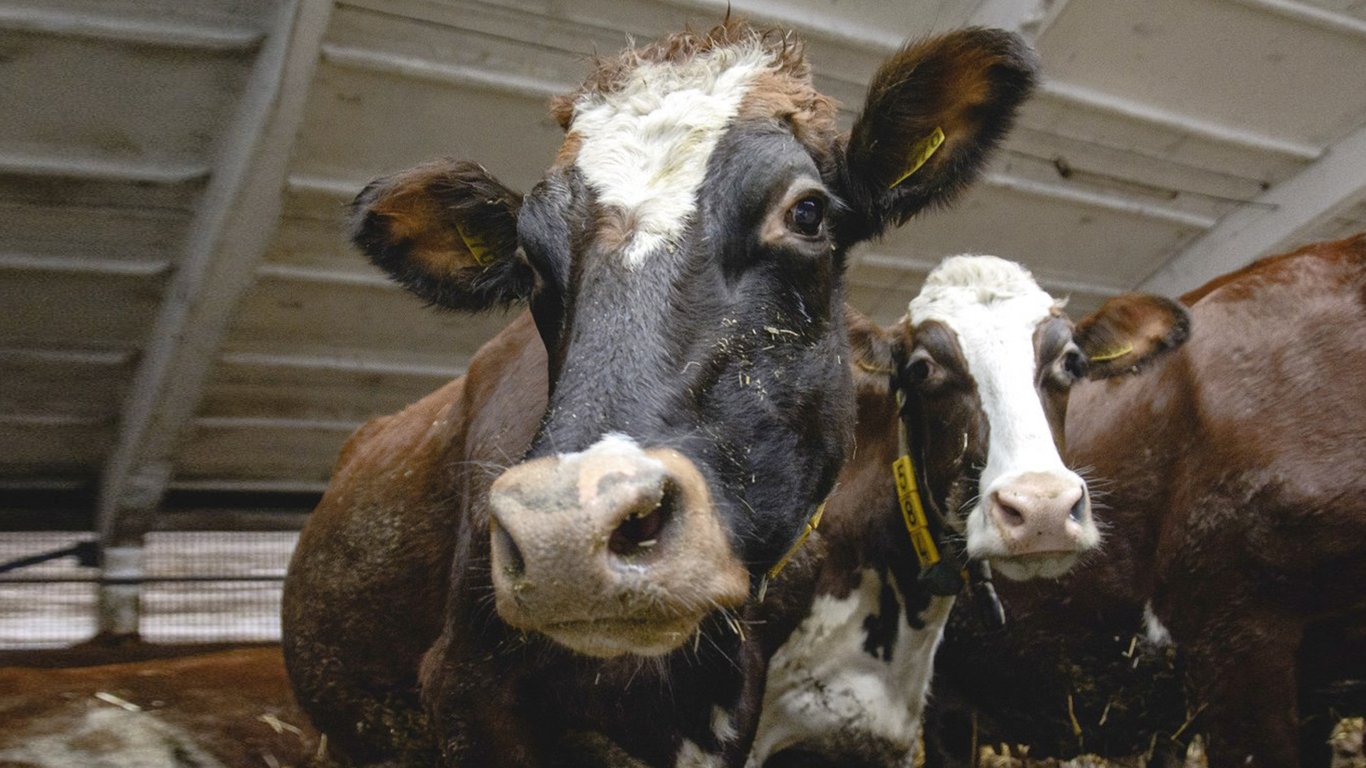Производство мяса – в Институте аграрной экономики предупредили о падении объемов