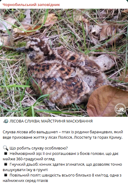У Чорнобилі помітили пернатого майстра маскування — фото - фото 1