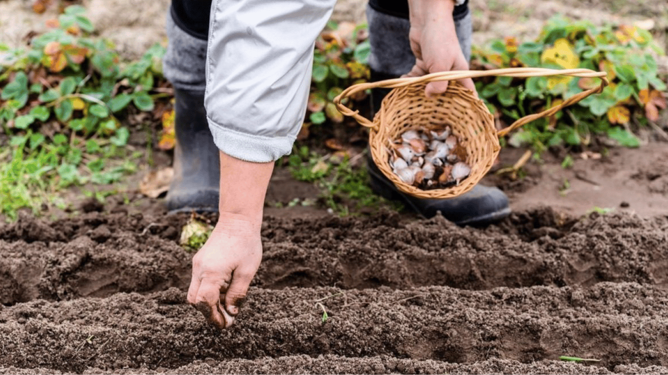 Когда и как сажать чеснок весной 2023 — важные советы огородникам