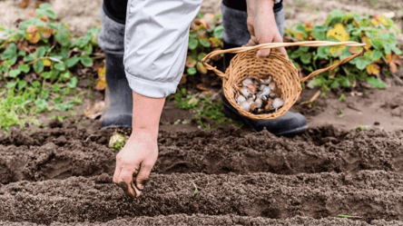 Чтобы собрать фантастический урожай: когда и как садить чеснок весной - 285x160