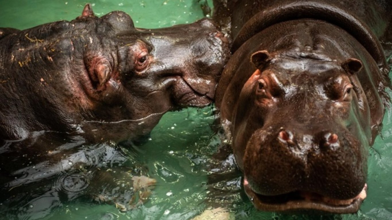 Коронавірус у тварин - в Бельгії захворіли бегемоти в зоопарку