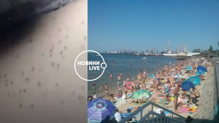 ”В жизни такого не видели": в Бердянске отдыхающих атаковали комары. Видео - 285x160