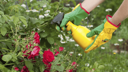 Чорна плямистість на трояндах — як позбутися грибка - 285x160