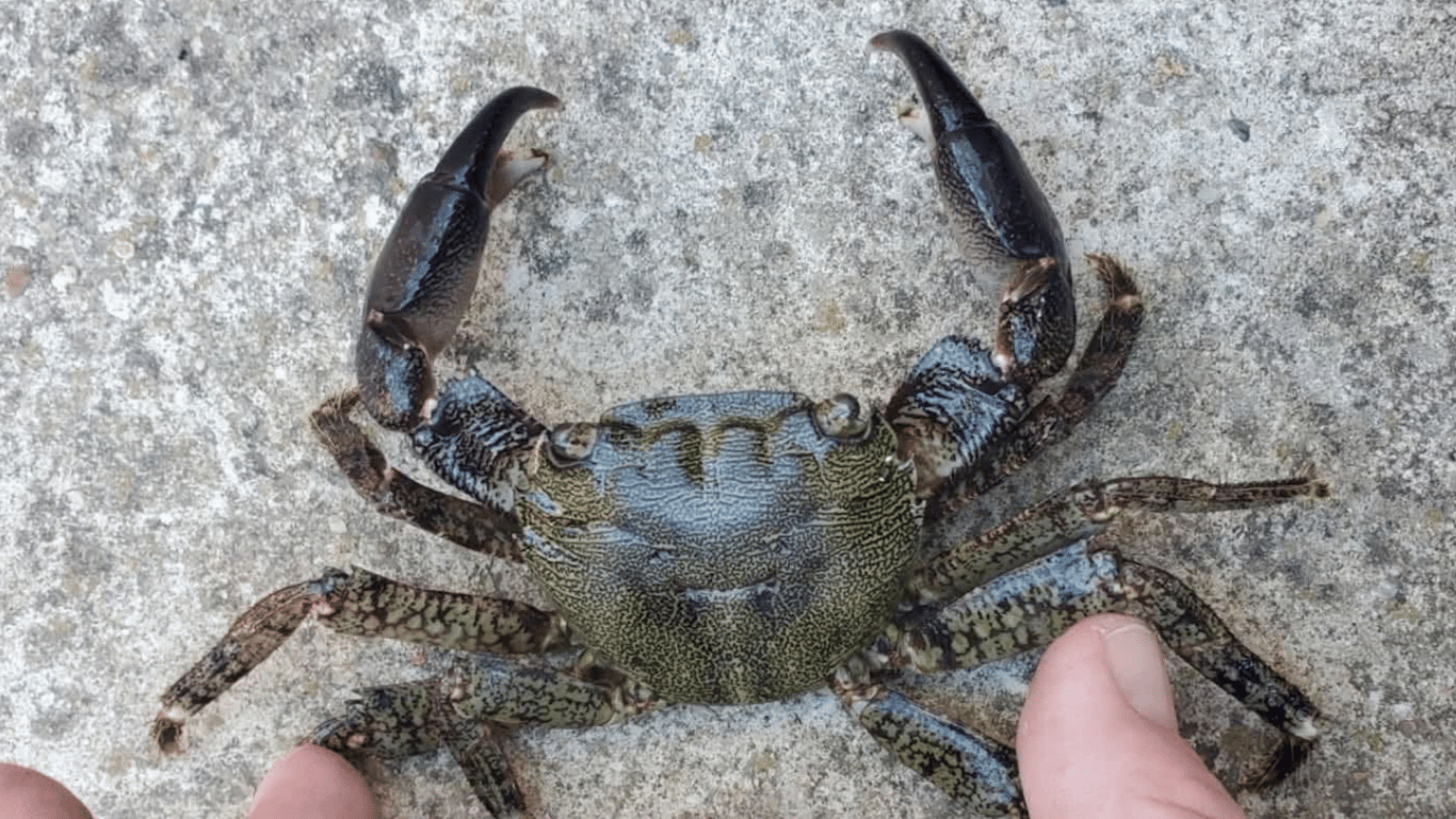 На Одещині в Чорне море повернули рідкісних мармурових крабів