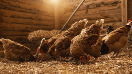 Миші й щури тікають кулею — перевірений спосіб для курника - 285x160