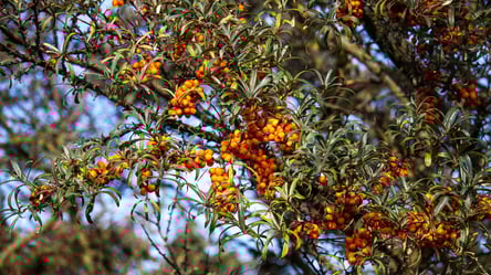 Осіння пересадка обліпихи — як не пошкодити дерево - 285x160