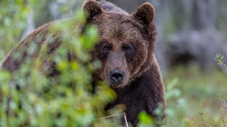 На Прикарпатье грибник выжил после нападения медведицы — детали инцидента - 285x160