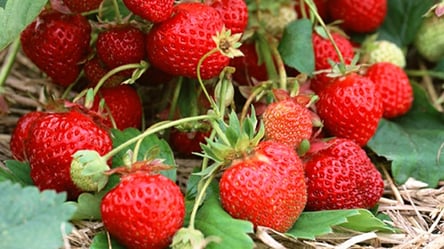 Лучший сорт клубники — крупные ягоды и сладкий вкус - 290x160