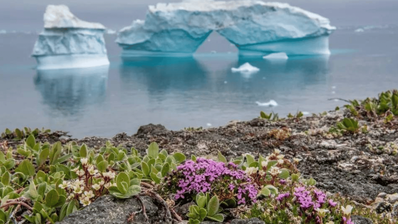 Ростуть квіти, мох і водорості: як глобальне потепління вплинуло на Антарктиду