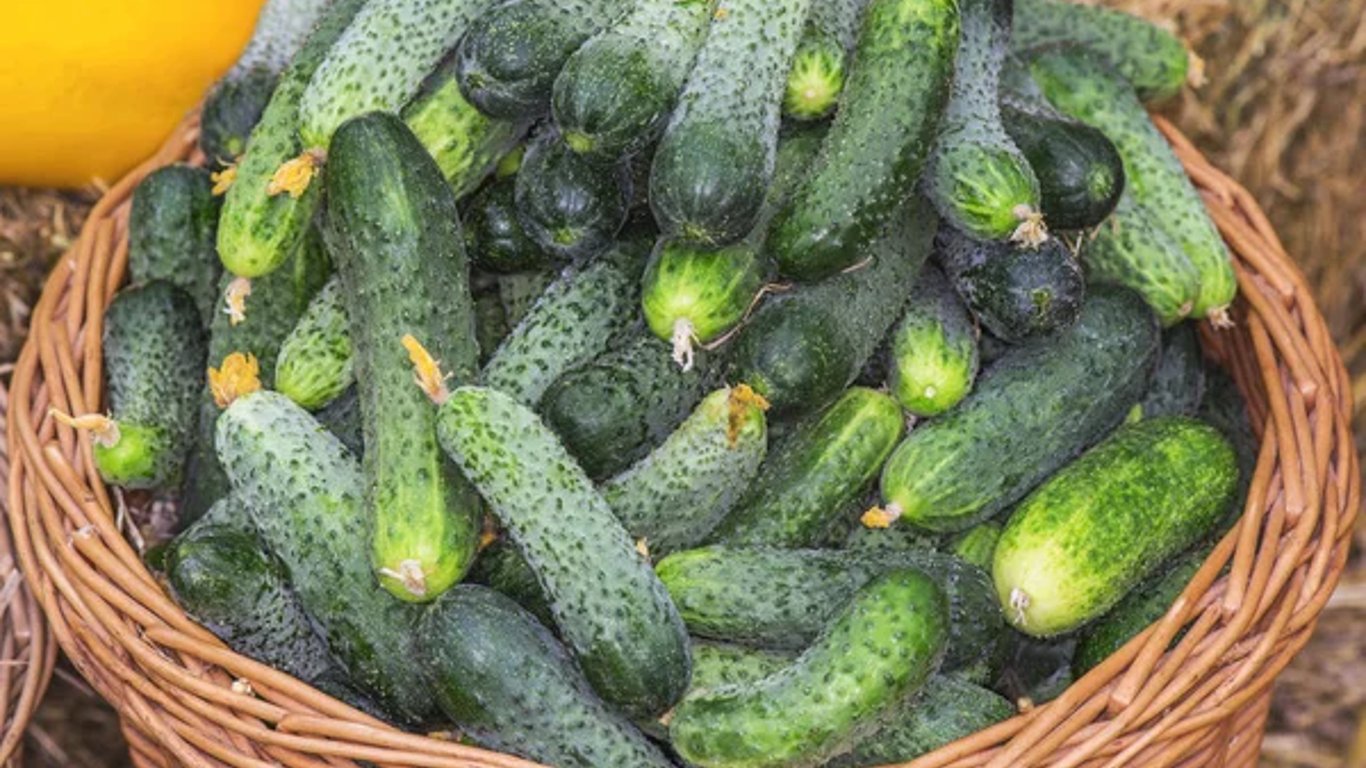В Украине дешевеют огурцы: какая цена популярного овоща
