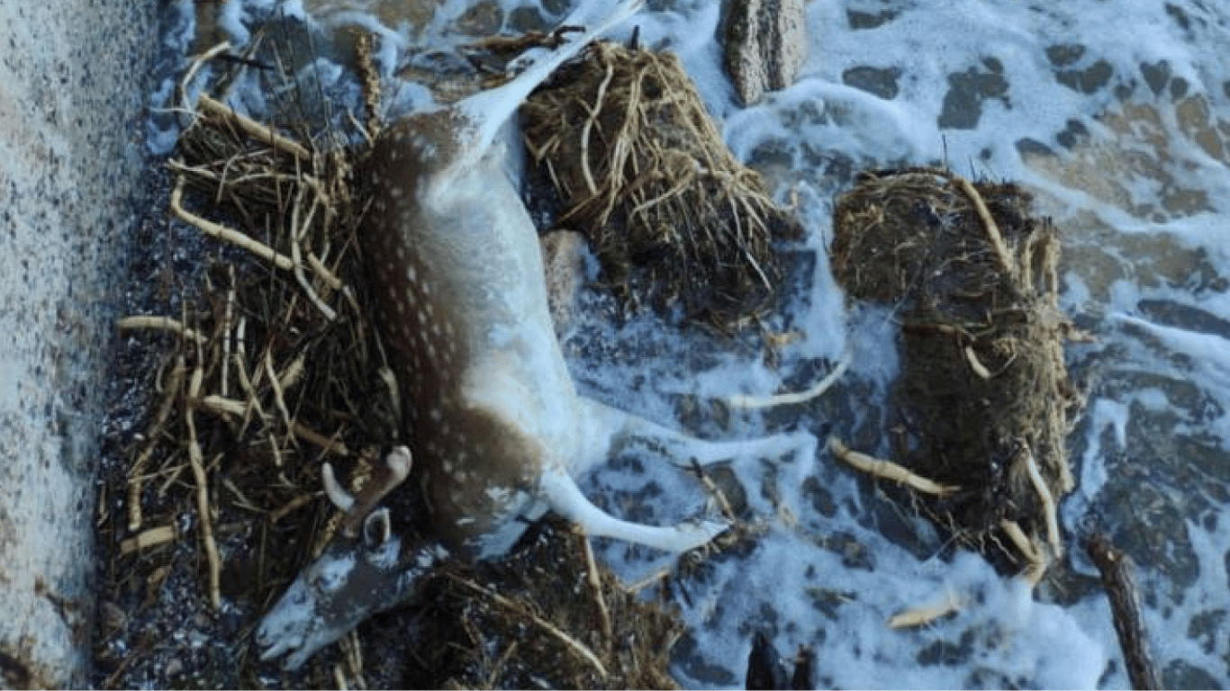 Экологическая угроза: на одесский пляж прибило труп животного