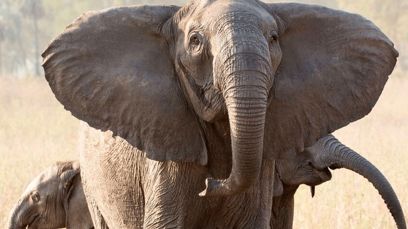 Браконьерство привело к появлению слонов без бивней