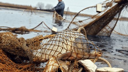 В Одесской области задержали двух граждан Молдовы, которые незаконно ловили рыбу на украинской территории - 285x160
