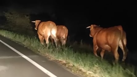 У Чорнобильській зоні помітили безстрашних биків. Відео - 285x160