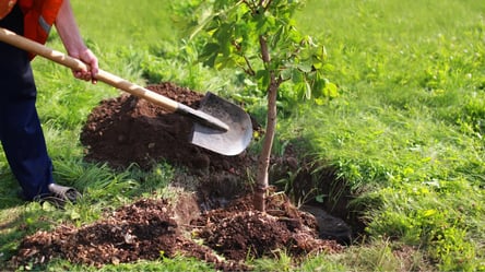 Весняна чи осіння посадка — що обрати для міцного коріння - 290x160