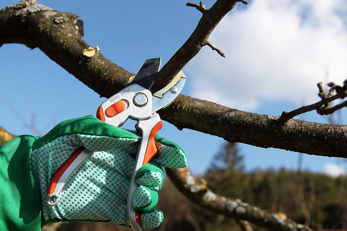 Як правильно обрізати кісточкові дерева восени