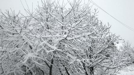 Як підготувати город до морозів у -20°C, щоб урожай вистояв - 285x160
