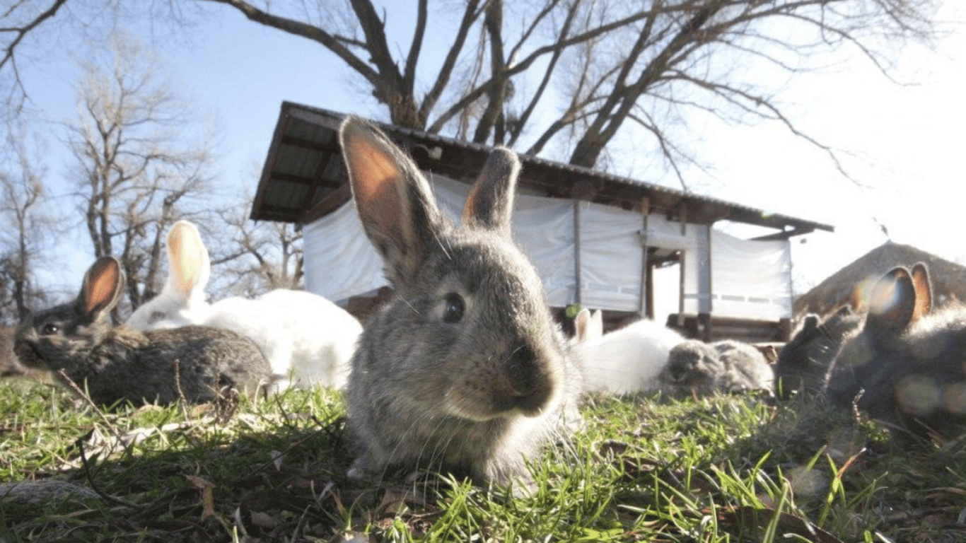 Интересная головоломка — найдите воробья в куче кроликов на лужайке за 10 секунд