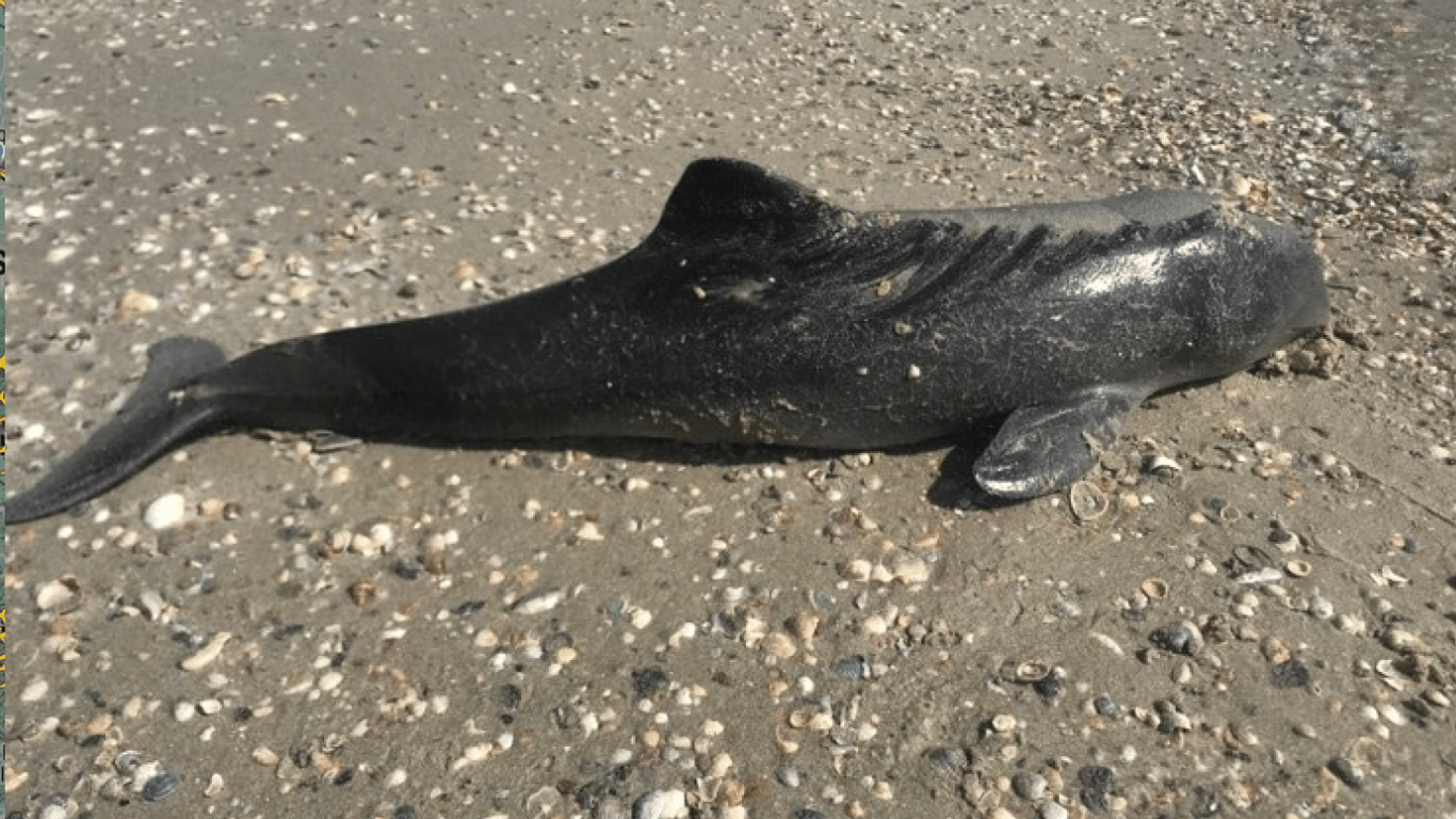 В активную фазу войны в Черном море было уничтожено 50 тысяч китообразных
