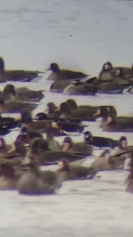 Рідкісних птахів помітили на лиманах Одещини - фото 1