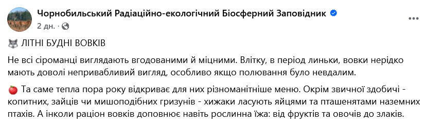 Будні вовків у Чорнобилі — який вигляд мають і що їдять хижаки - фото 1