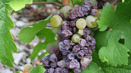 Спробуйте ці засоби від сірої гнилі на винограді, інакше втратите врожай - 285x160