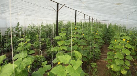 Огірки, що ростуть навіть узимку — гібрид для холодних теплиць - 285x160