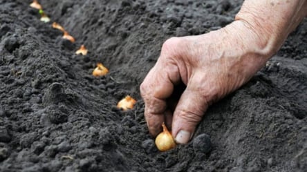 Як садити цибулю на зиму — правила та поради - 285x160