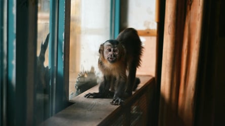 От штрафов до тюрьмы — за каких животных могут лишить свободы - 285x160