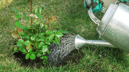 Роза оживает через неделю — полейте ее этим раствором - 285x160